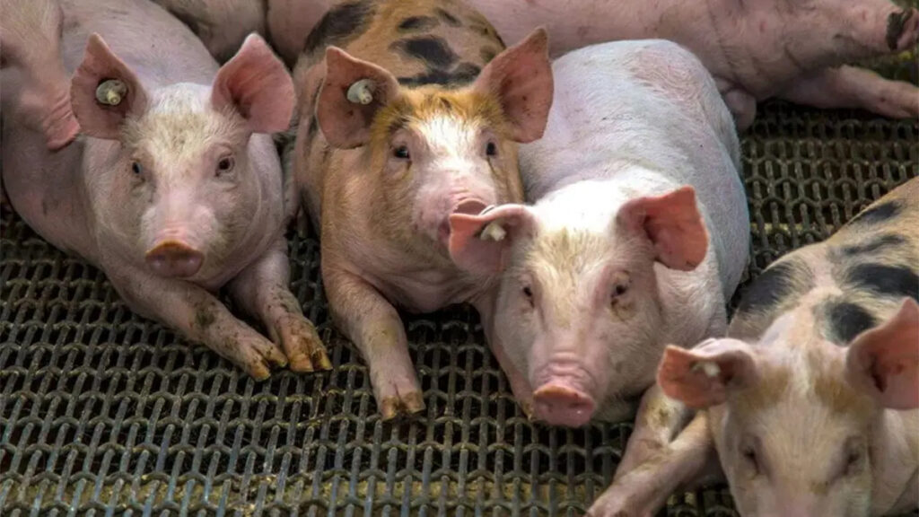 RD bloquea importación de carne porcina desde España tras brote de PPA