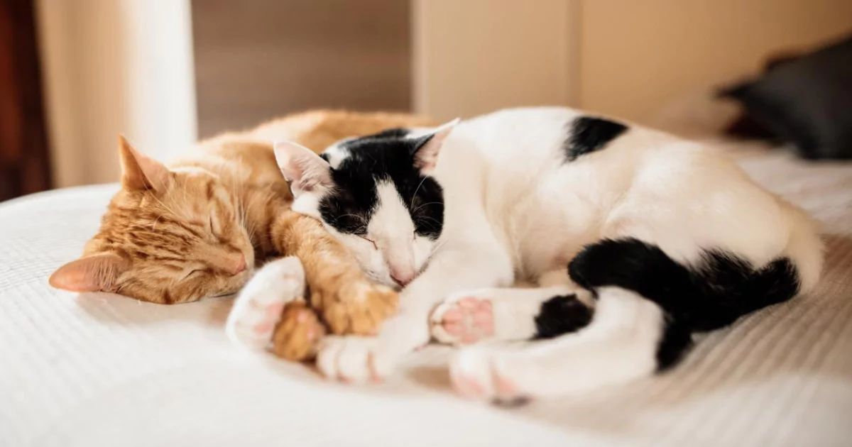 EMA respalda la primera vacuna veterinaria con tecnología de ARN para gatos