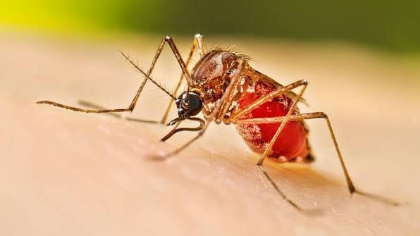 República Dominicana registra 371 casos de dengue y una muerte en 2026